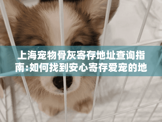 上海宠物骨灰寄存地址查询指南:如何找到安心寄存爱宠的地方?