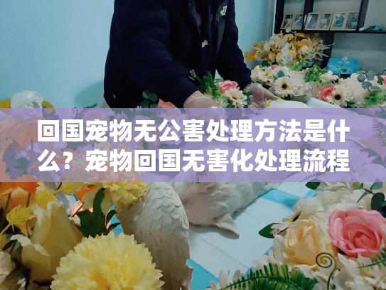 回国宠物无公害处理方法是什么？宠物回国无害化处理流程详解