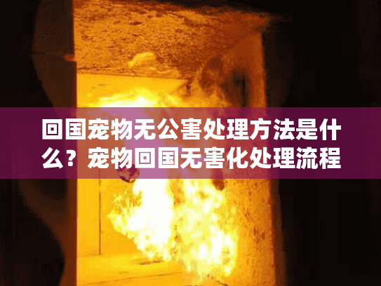 回国宠物无公害处理方法是什么？宠物回国无害化处理流程详解