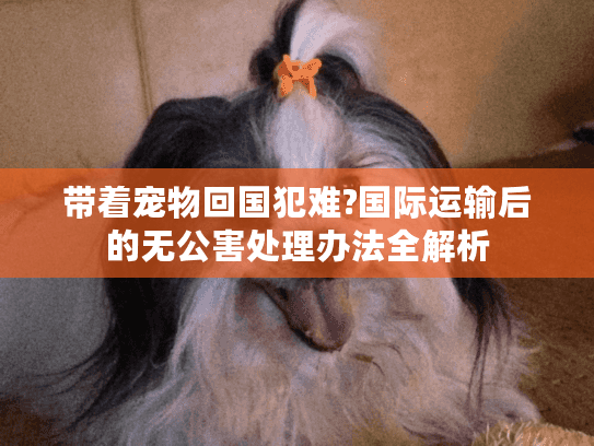 带着宠物回国犯难?国际运输后的无公害处理办法全解析