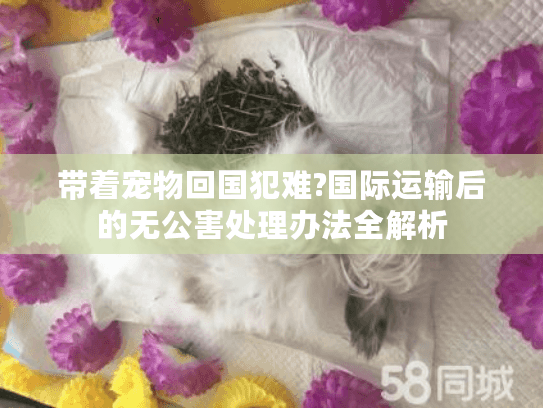 带着宠物回国犯难?国际运输后的无公害处理办法全解析