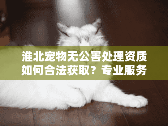 淮北宠物无公害处理资质如何合法获取？专业服务指南揭秘