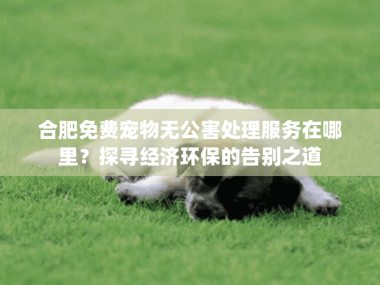 合肥免费宠物无公害处理服务在哪里？探寻经济环保的告别之道