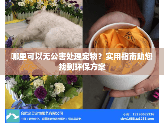 哪里可以无公害处理宠物？实用指南助您找到环保方案