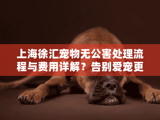 上海徐汇宠物无公害处理流程与费用详解？告别爱宠更安心