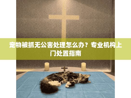 宠物被抓无公害处理怎么办？专业机构上门处置指南
