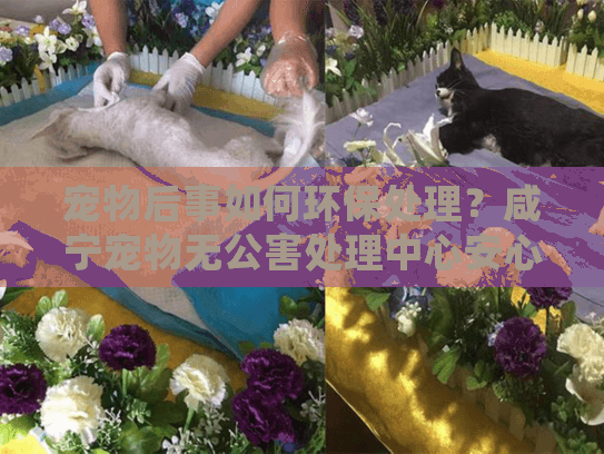 宠物后事如何环保处理？咸宁宠物无公害处理中心安心方案