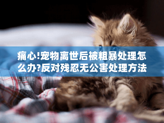 痛心!宠物离世后被粗暴处理怎么办?反对残忍无公害处理方法指南