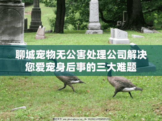 聊城宠物无公害处理公司解决您爱宠身后事的三大难题