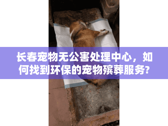 长春宠物无公害处理中心，如何找到环保的宠物殡葬服务?