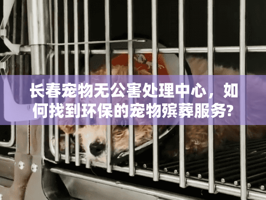 长春宠物无公害处理中心，如何找到环保的宠物殡葬服务?
