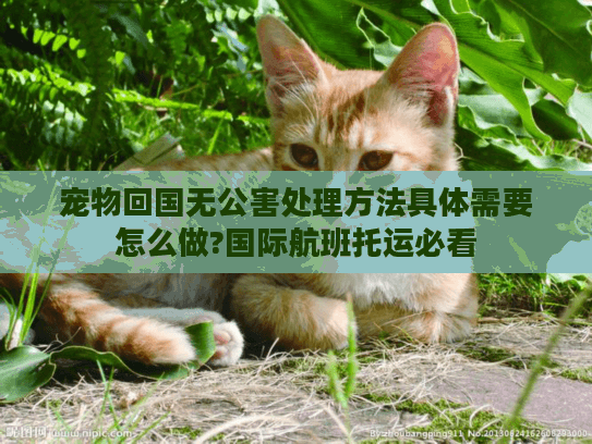 宠物回国无公害处理方法具体需要怎么做?国际航班托运必看