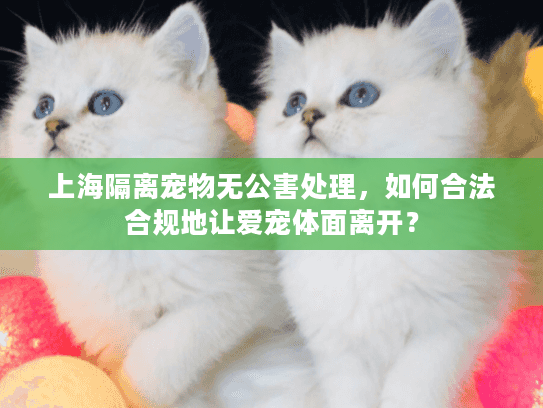 上海隔离宠物无公害处理，如何合法合规地让爱宠体面离开？