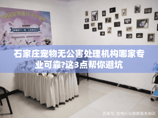 石家庄宠物无公害处理机构哪家专业可靠?这3点帮你避坑
