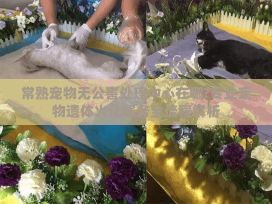 常熟宠物无公害处理中心在哪?专业宠物遗体火化服务全流程解析