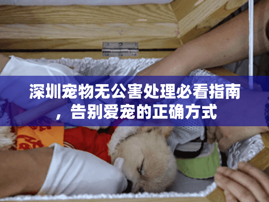 深圳宠物无公害处理必看指南，告别爱宠的正确方式