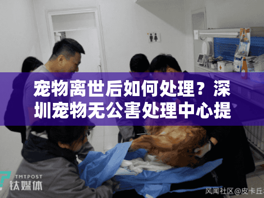 宠物离世后如何处理？深圳宠物无公害处理中心提供环保殡葬方案