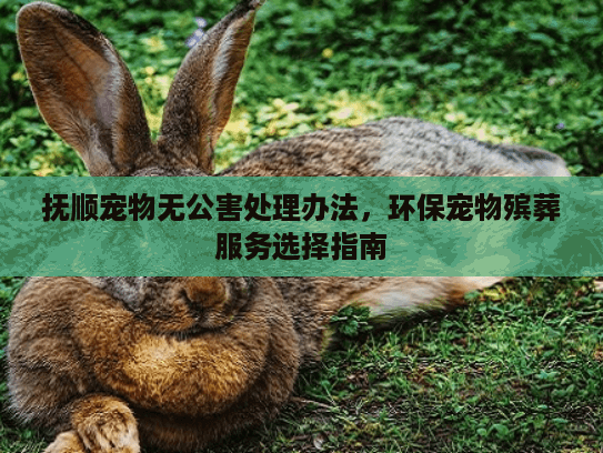抚顺宠物无公害处理办法，环保宠物殡葬服务选择指南