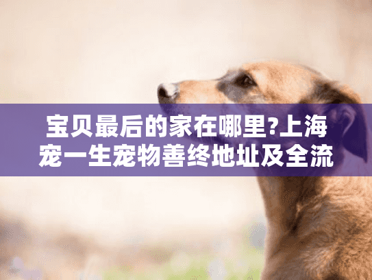 宝贝最后的家在哪里?上海宠一生宠物善终地址及全流程指南