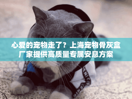 心爱的宠物走了？上海宠物骨灰盒厂家提供高质量专属安息方案