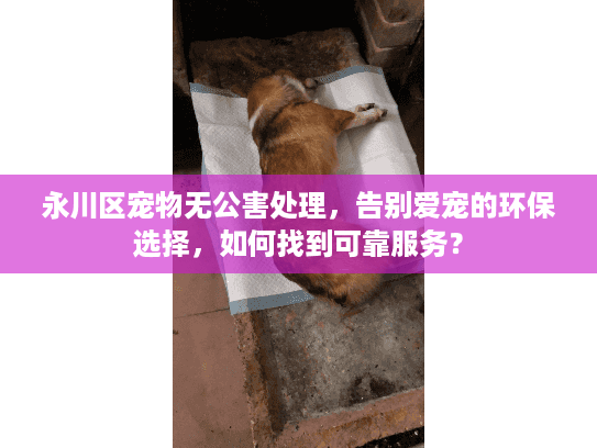永川区宠物无公害处理，告别爱宠的环保选择，如何找到可靠服务？