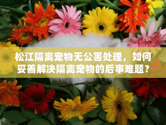 松江隔离宠物无公害处理，如何妥善解决隔离宠物的后事难题？