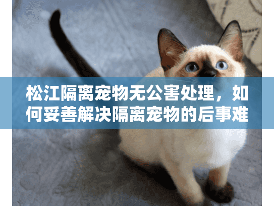 松江隔离宠物无公害处理，如何妥善解决隔离宠物的后事难题？