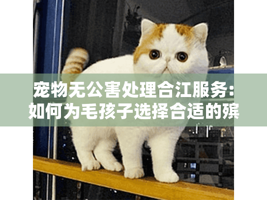 宠物无公害处理合江服务:如何为毛孩子选择合适的殡葬方式?