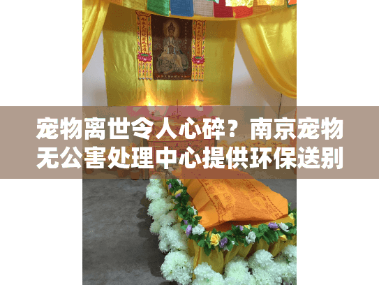 宠物离世令人心碎？南京宠物无公害处理中心提供环保送别服务
