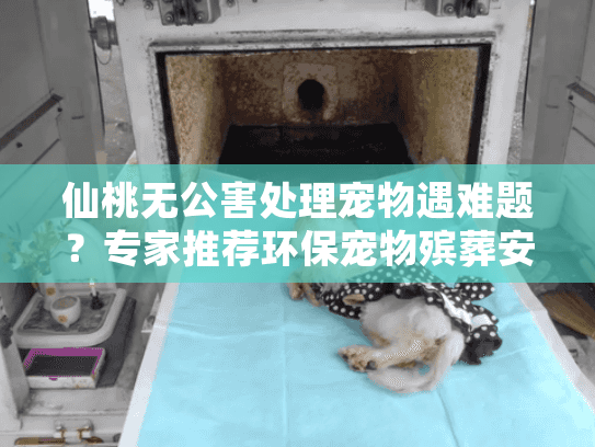 仙桃无公害处理宠物遇难题？专家推荐环保宠物殡葬安心方案