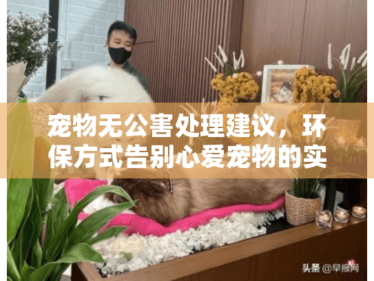宠物无公害处理建议，环保方式告别心爱宠物的实用指南