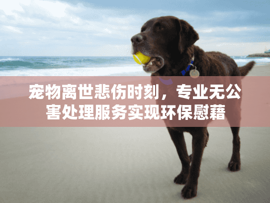 宠物离世悲伤时刻，专业无公害处理服务实现环保慰藉