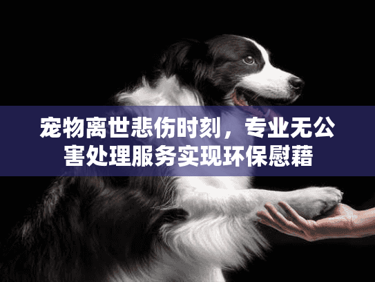 宠物离世悲伤时刻，专业无公害处理服务实现环保慰藉