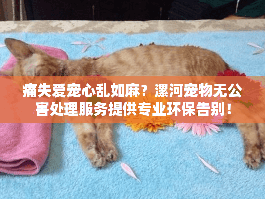 痛失爱宠心乱如麻？漯河宠物无公害处理服务提供专业环保告别！