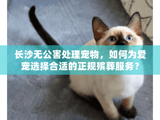 长沙无公害处理宠物，如何为爱宠选择合适的正规殡葬服务？