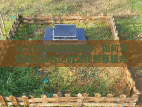 长沙无公害处理宠物，如何为爱宠选择合适的正规殡葬服务？