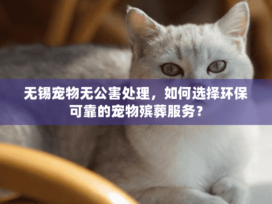 无锡宠物无公害处理，如何选择环保可靠的宠物殡葬服务？