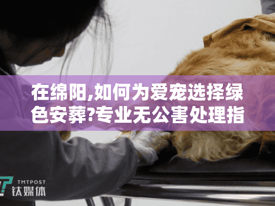 在绵阳,如何为爱宠选择绿色安葬?专业无公害处理指南