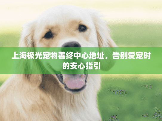 上海极光宠物善终中心地址，告别爱宠时的安心指引
