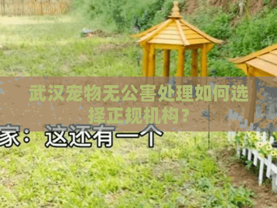 武汉宠物无公害处理如何选择正规机构？
