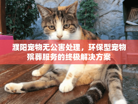濮阳宠物无公害处理，环保型宠物殡葬服务的终极解决方案