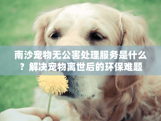 南沙宠物无公害处理服务是什么？解决宠物离世后的环保难题