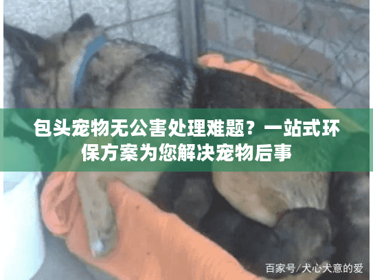 包头宠物无公害处理难题？一站式环保方案为您解决宠物后事