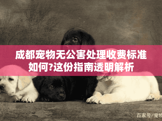 成都宠物无公害处理收费标准如何?这份指南透明解析