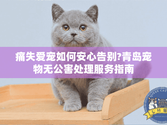 痛失爱宠如何安心告别?青岛宠物无公害处理服务指南