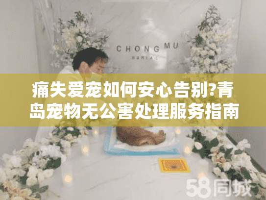 痛失爱宠如何安心告别?青岛宠物无公害处理服务指南