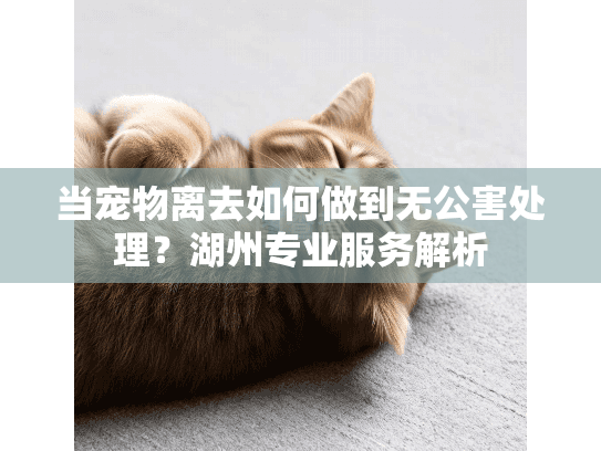 当宠物离去如何做到无公害处理？湖州专业服务解析