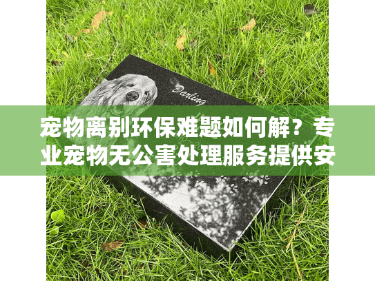 宠物离别环保难题如何解？专业宠物无公害处理服务提供安心方案