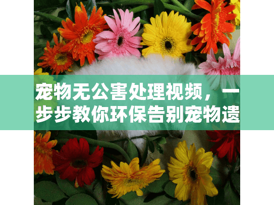 宠物无公害处理视频，一步步教你环保告别宠物遗体？