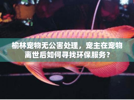 榆林宠物无公害处理，宠主在宠物离世后如何寻找环保服务？